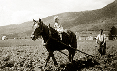 images/oye_sivert_byttet_hatt_pv235.jpgLars S. Øye pløyer.